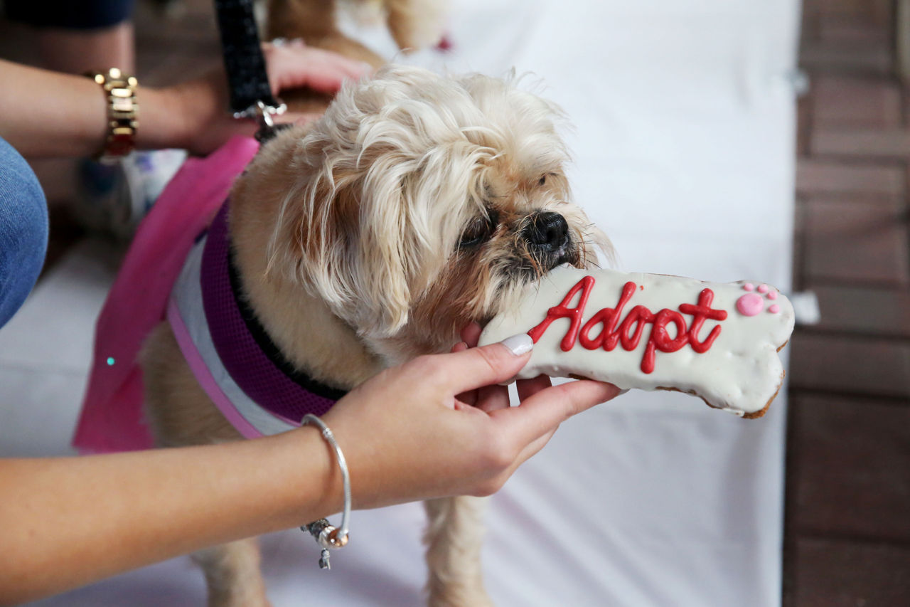 Dog Wedding